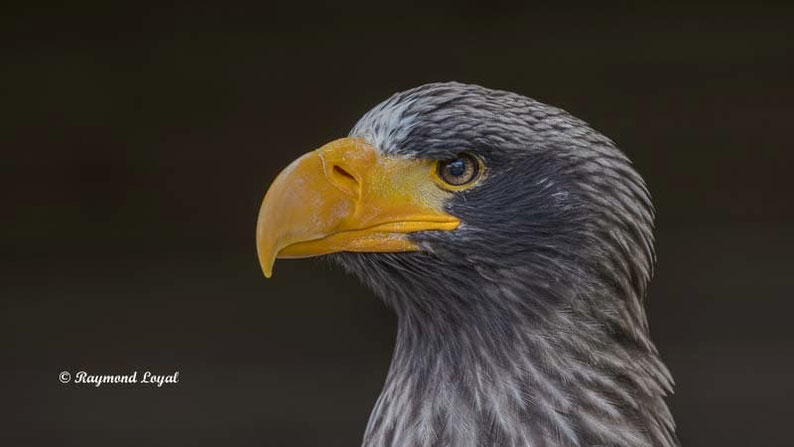 riesenseeadler