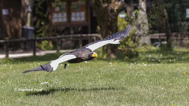 riesenseeadler