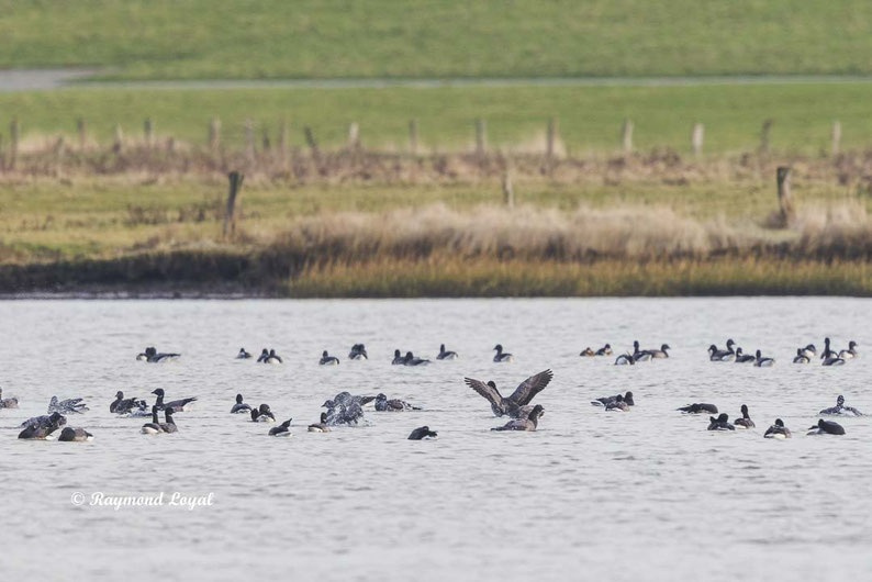 ringelgans vogel wasser