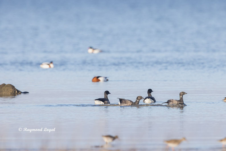 ringelgans vogel schwimmen wasser