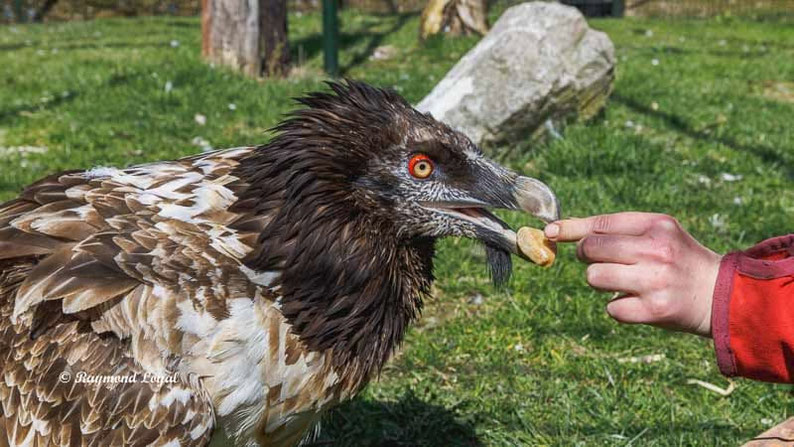 bartgeier vogel portrait greifvogelstation hellenthal