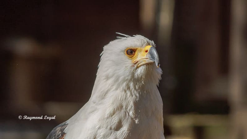 schreiseeadler vogel portrait greifvogelstation hellenthal