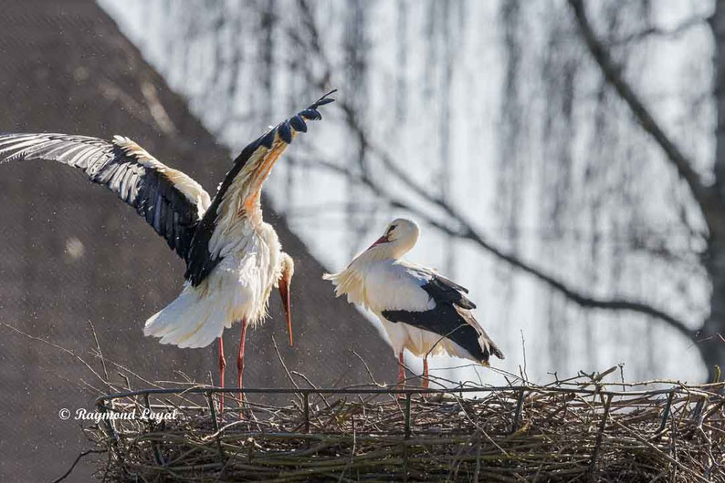 weissstorch auf dem nest
