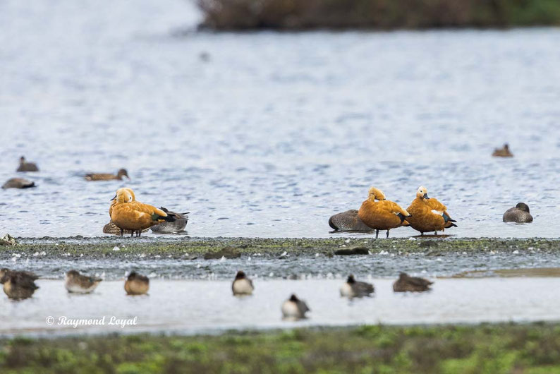 rostgans vogel wasser