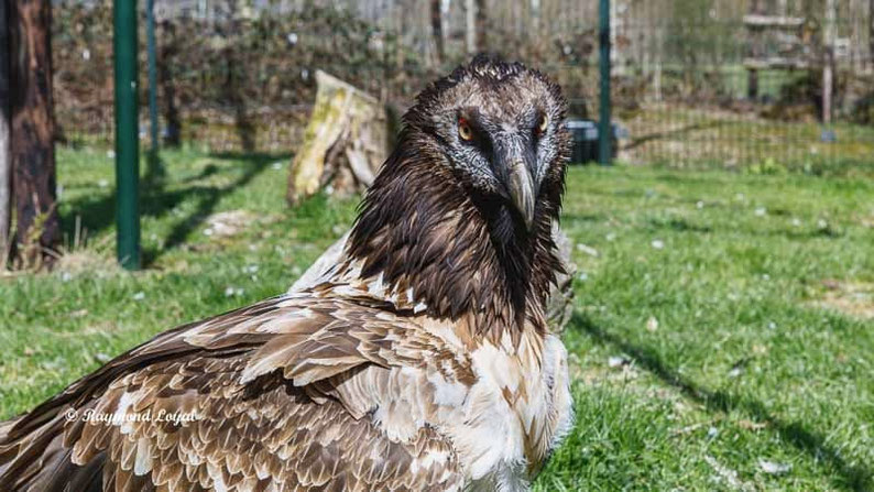 bartgeier vogle portrait