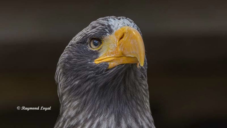 riesenseeadler