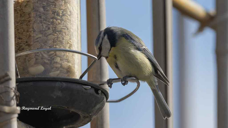 blaumeise an der fuetterung