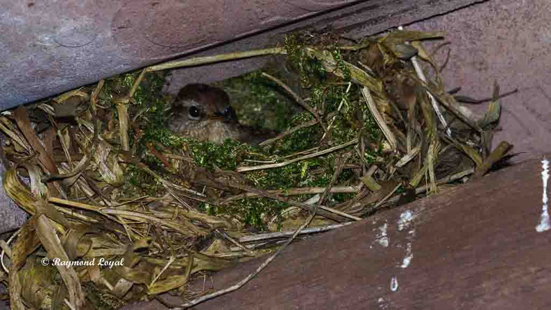 zaunkoenig im nest