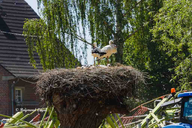 weiss storch landwirtschaft