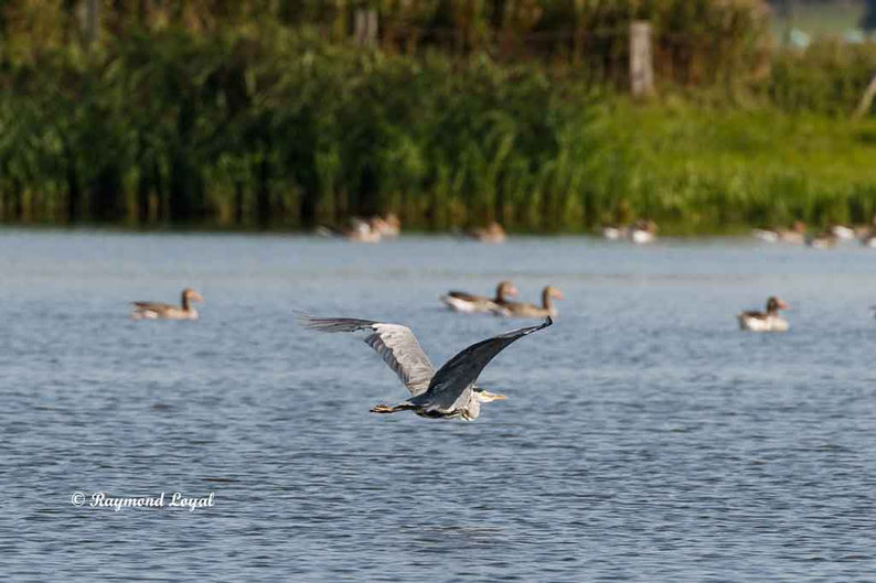 graureiher im flug
