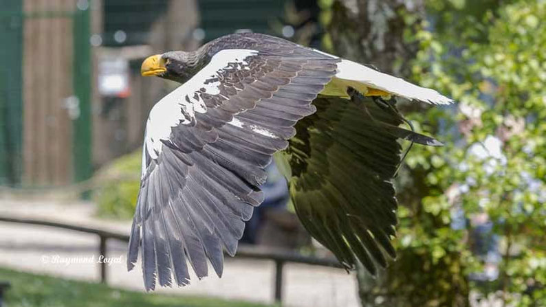riesenseeadler