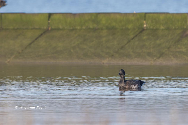 ringelgans gans vogel schwimmt wasser