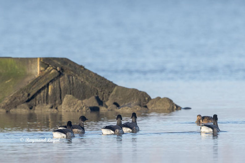 ringelgans gans vogel schwimmt wasser