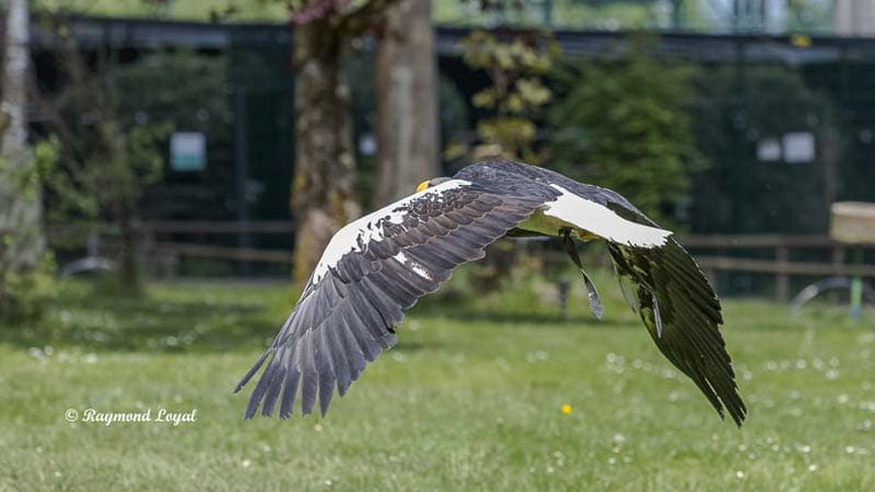 riesenseeadler