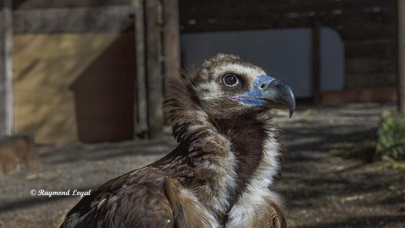 moenchsgeier vogel portrait
