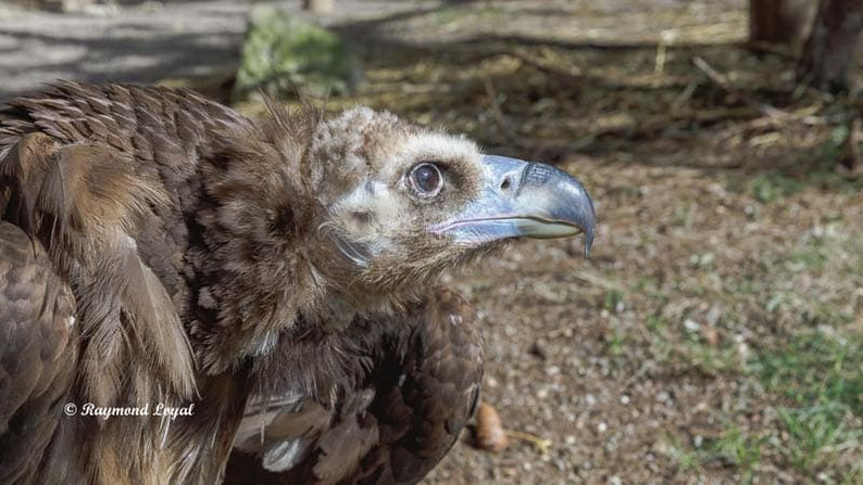 moenchsgeier vogel portrait