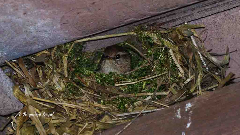 zaunkoenig im nest