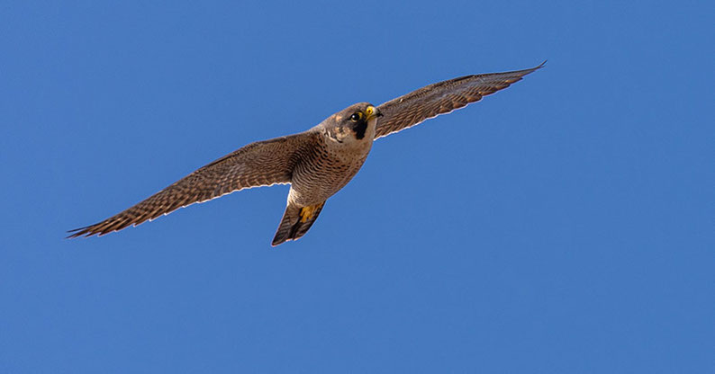 flying barbary falcon