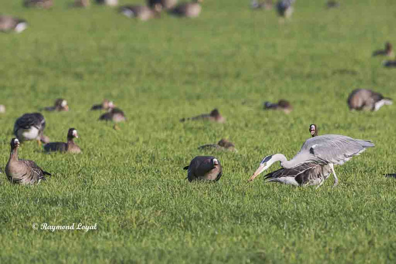 graureiher bei nahrungssuche im gruenland
