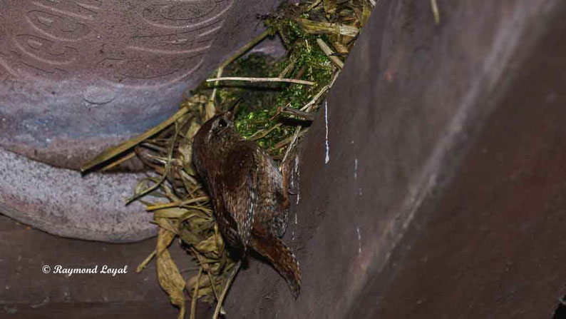 zaunkoenig am nest