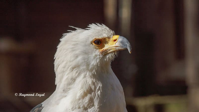 schreiseeadler vogel portait