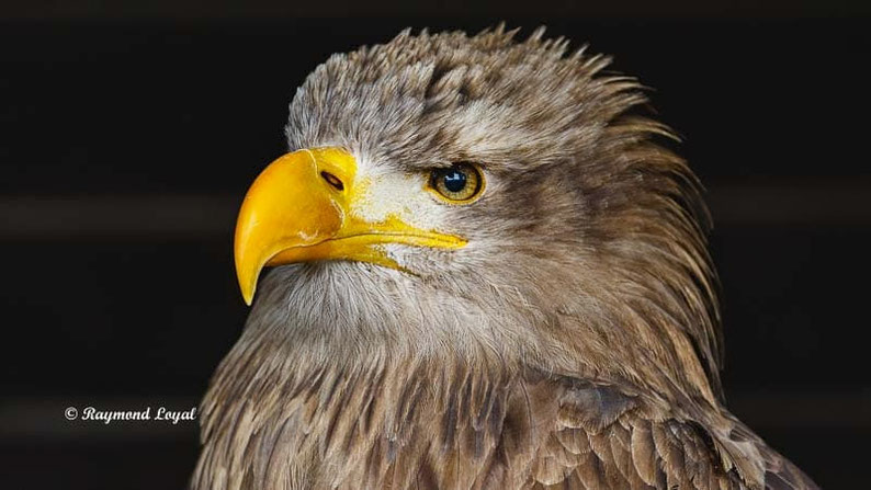 seeadler