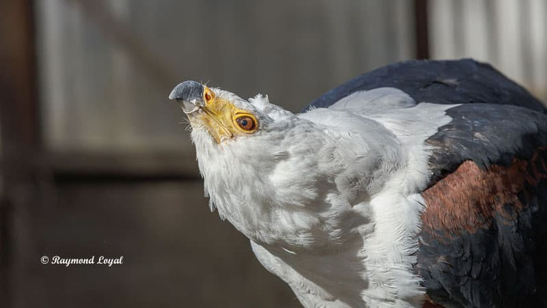 schreiseeadler vogel portrait greifvogelstation hellenthal
