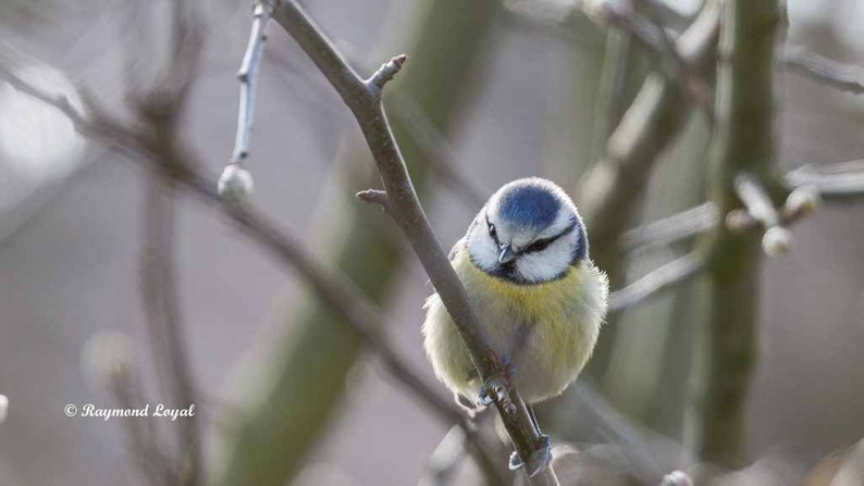 blaumeise sitzt auf zweig