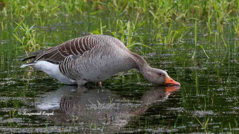 graugans im flachwasser