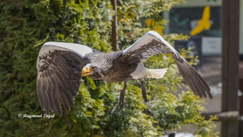 riesenseeadler