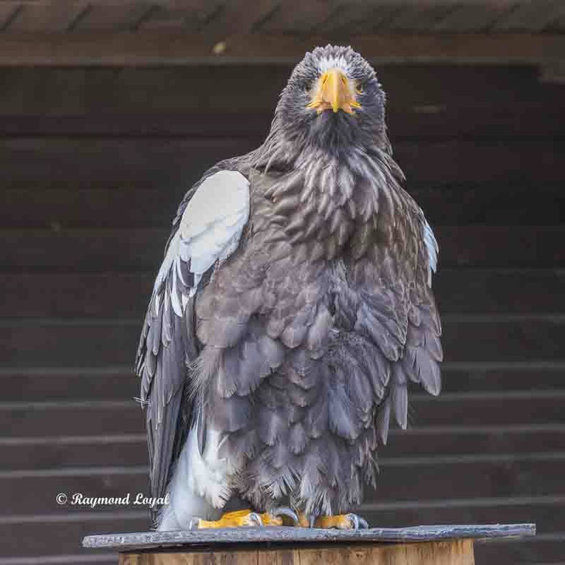 riesenseeadler