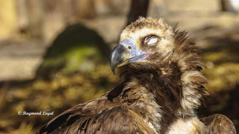moenchsgeier vogel portrait