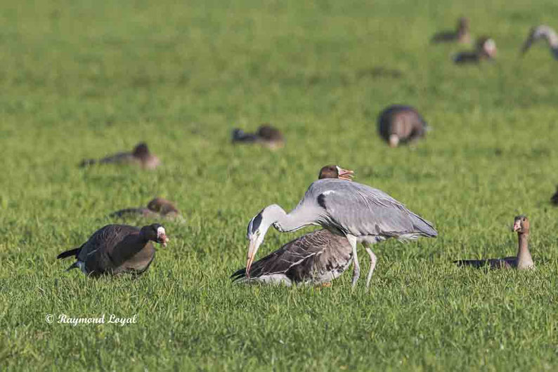 graureiehr nahrungssuche regenwurm wiese