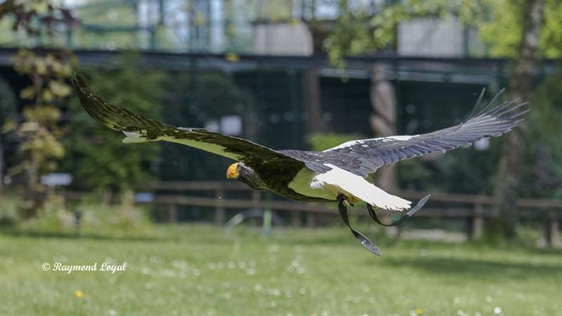 riesenseeadler
