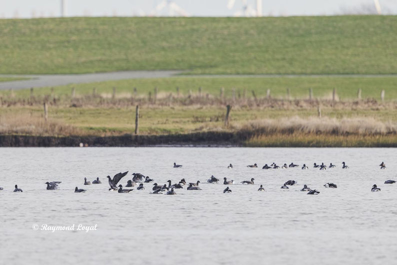 ringelganse vogel wasser