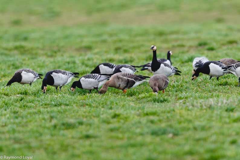 nonnengaense vogel wiese fressen