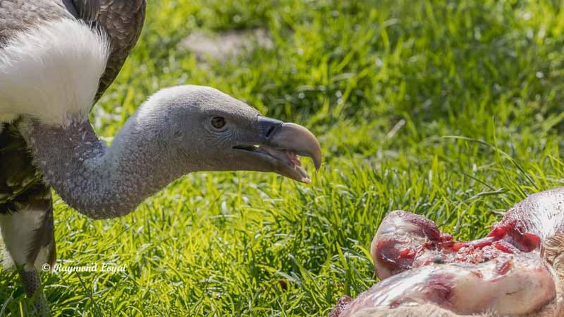 sperbergeier am aas