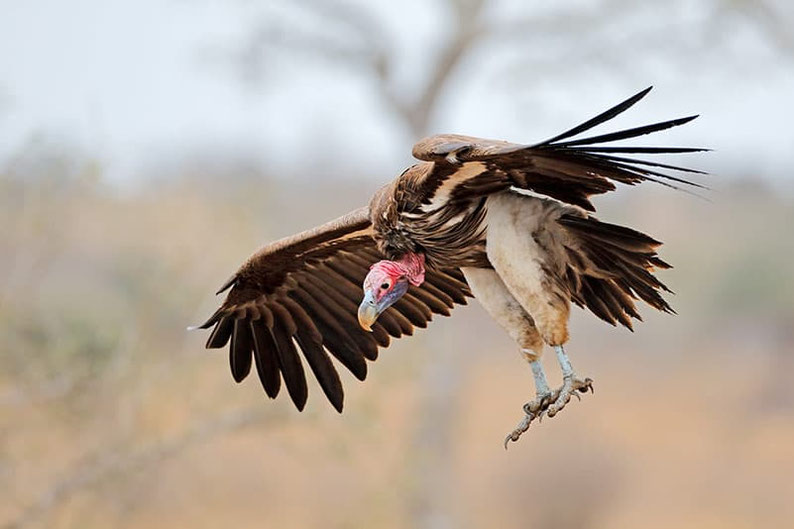ohrengeier ecopic istock
