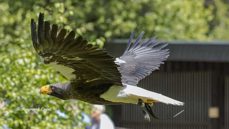 riesenseeadler