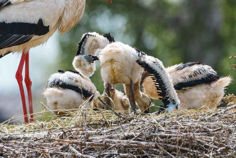 weiss storch jungvogel
