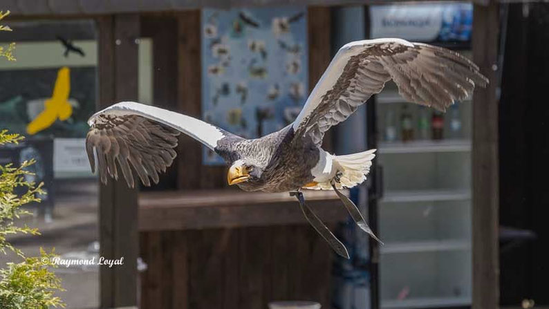 riesenseeadler