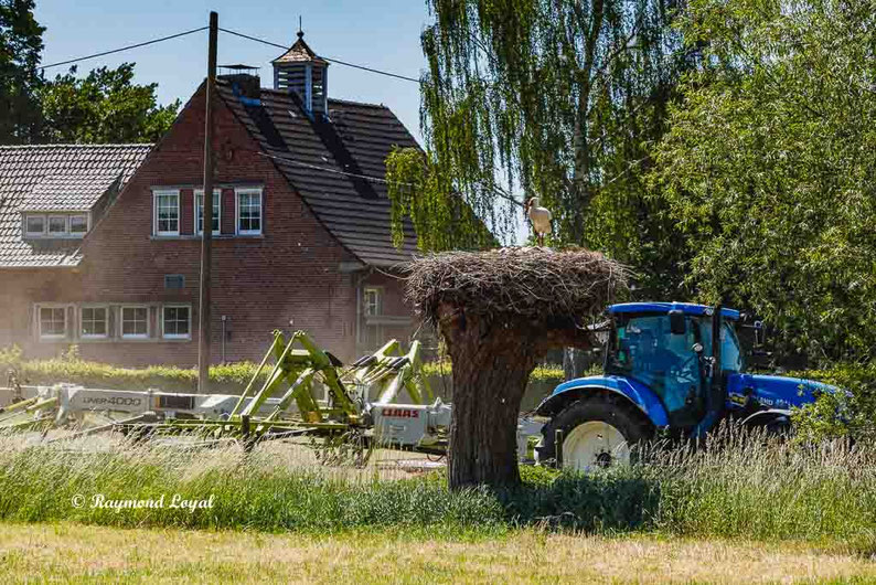 weiss storch baum nest
