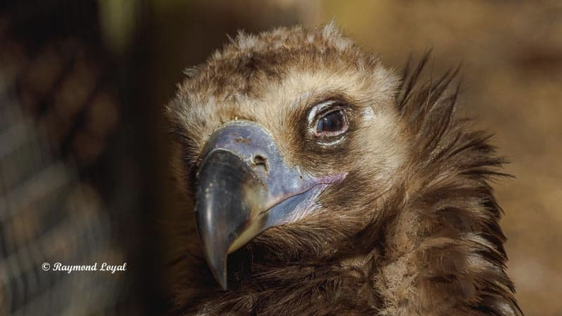 moenchsgeier vogel portrait