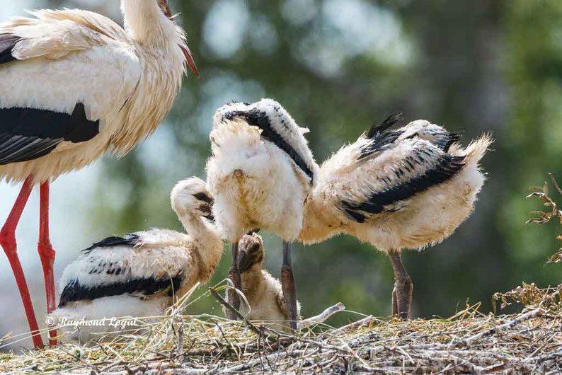 weiss storch jungvoegel