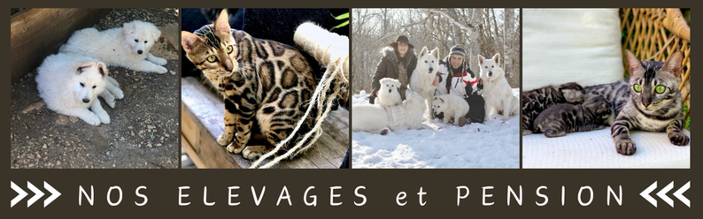 elevage de chien berger blanc suisse loof et de chat bengal pure race haut de gamme 