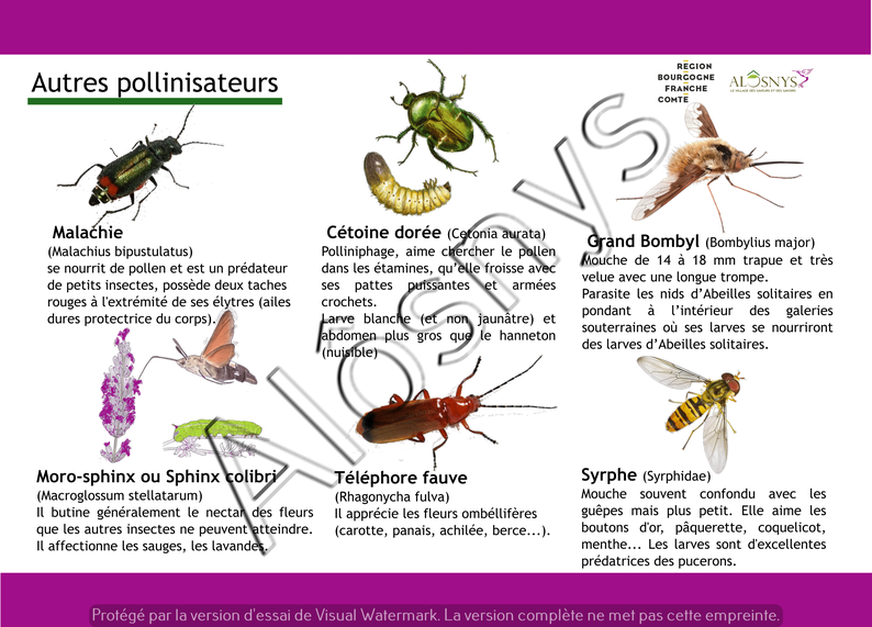 Panneau pédagogique des pollinisateurs