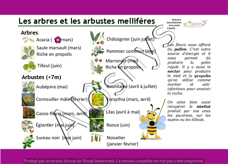 Panneau pédagogique : arbres et arbustes mellifères