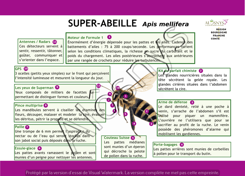 Panneau pédagogique de l'anatomie de l'abeille