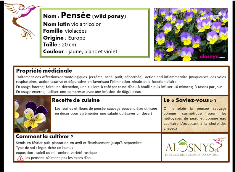 Les fleurs comestibles dans un jardin permaculture - Formation longue,  stage permaculture dans un jardin pédagogique en Bourgogne