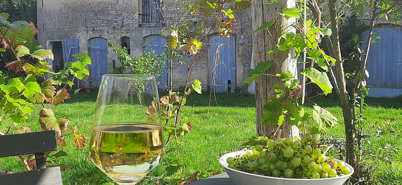 Ein Glas Weißwein und eine Schüssel mit Weintrauben auf einem Gartentisch in der Sonne